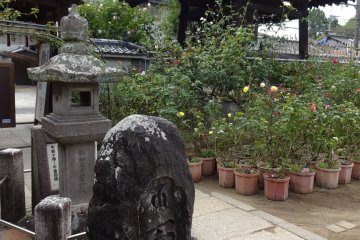 Strolling around the temple grounds