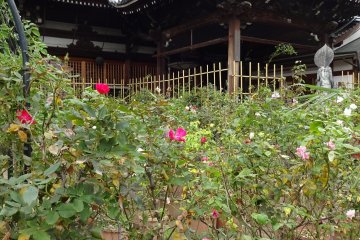 Allmost all ground is covered with pots of roses