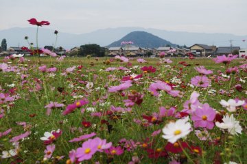 Fields of cosmos and a sacred mountain in the distance 