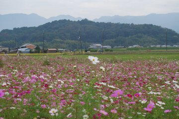 October is cosmos season at the Fujiwara site