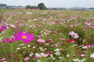 Mock pillars in the back, and cosmos stretching out in front