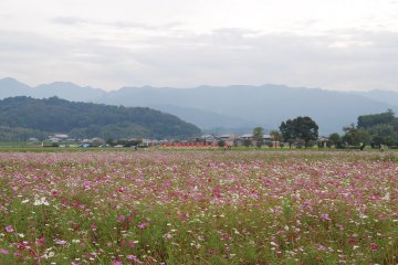 Mountains all around, the Fujiwara site was chosen by Feng Shui principles