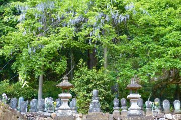 Mysterious wisteria with no roots, and the gravestones of priests