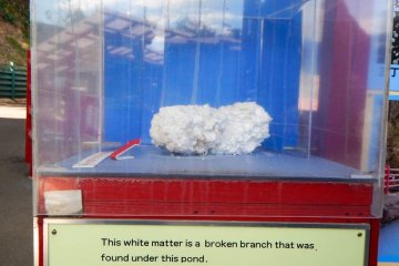 A piece of the white matter which was broken off is displayed.