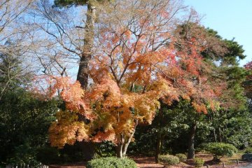 Temple grounds at Byodoin