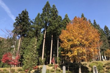 The reds and yellows look particularly striking against some evergreens