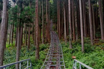 Through the forest