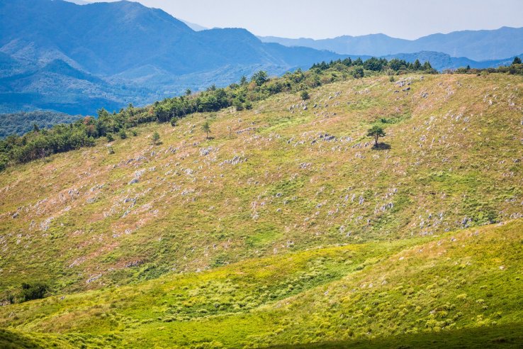 Limestone pinnacles speckle the hills of Akiyoshidai, and a lone tree stands ahead of the forest's edge