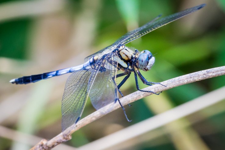 Dragonflies, butterflies, birds, beetles, and other creatures can easily be found on hikes