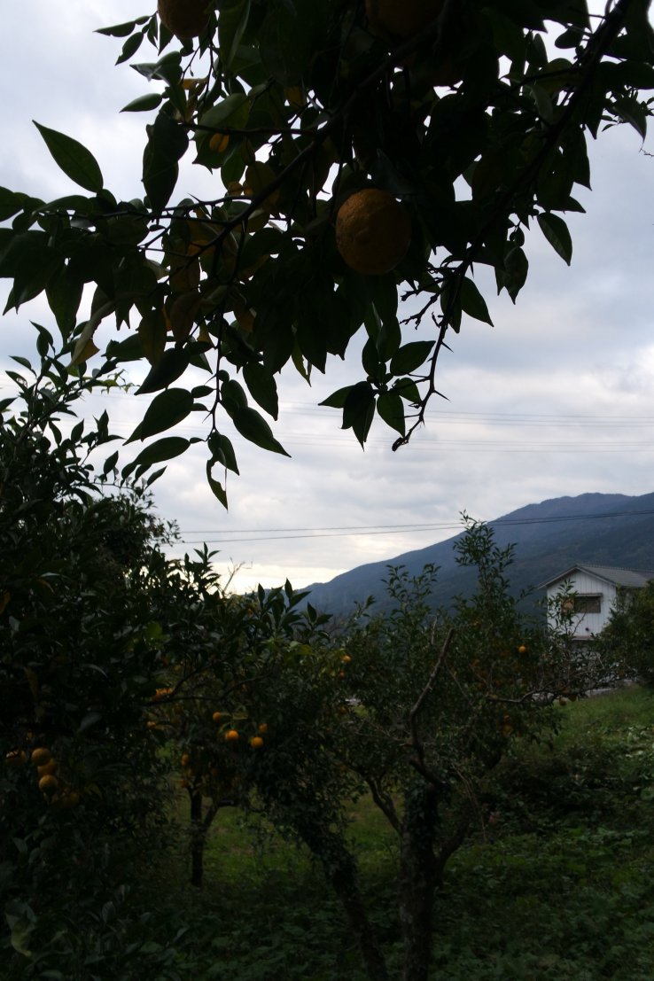 Can you smell the sweet aroma of yuzu in the air? ©Larisa Amaya-Baron