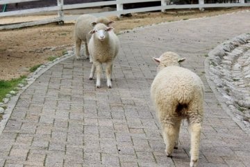 Bayi-bayi kambing