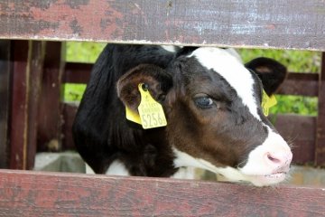 Anak sapi