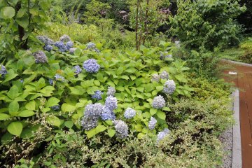 Hydrangeas everywhere during late spring and early summer
