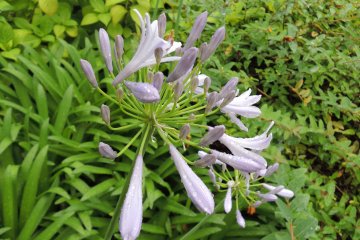 Raindrops on the flowers