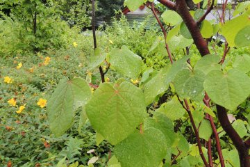 Teardrops from the leaves