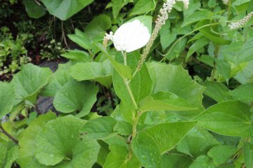 Interesting leaf with a white base