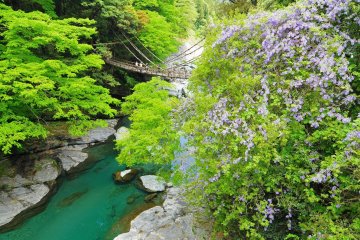 Pont Kazura dans la vallée de l’Iya