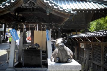 The Cow