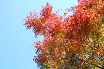 Autumn leaves