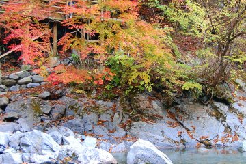 Colorful leaves
