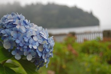 Hydrangea were still in bloom