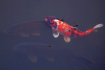 Colorful Koi Carp