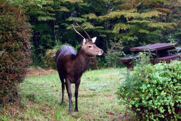 A wild deer we saw in the woods