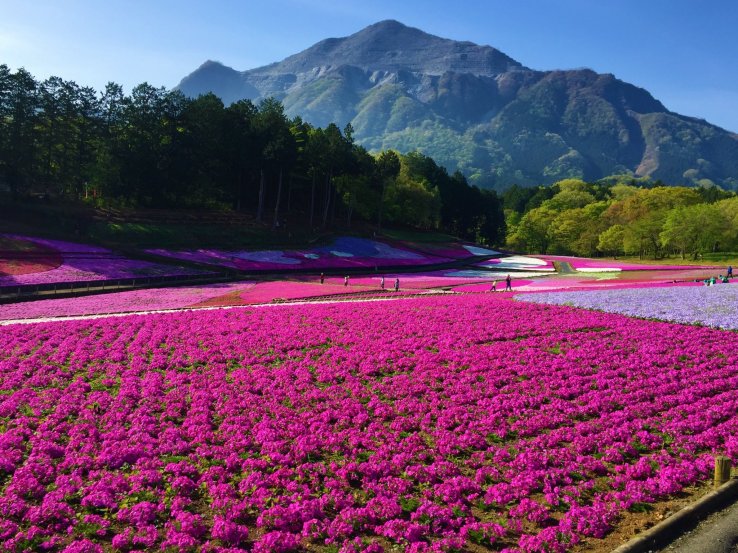 Shibazakura, or moss phlox