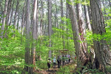 Hiking in the Akazawa National Forest