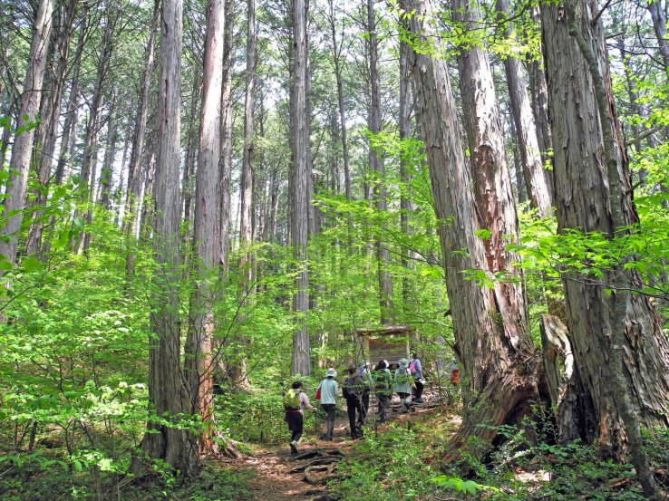 Hiking in the Akazawa National Forest