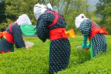 Harvesting tea