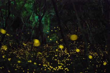 Fireflies