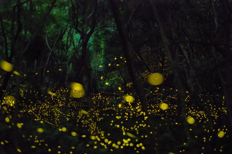 Fireflies
