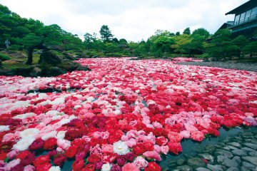 Ikeizumi Peony