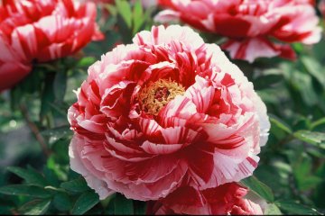 Peony 'Shima Nishiki'