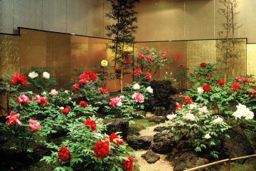 Museum Peony 