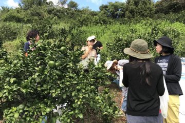 Waseda oranges
