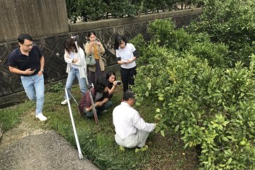 Explaining citrus cultivation