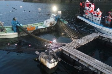 Filets de pêche 
