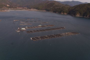 Aquaculture dans la baie