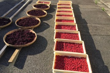 Pengalaman membuat acar plum (umeboshi)