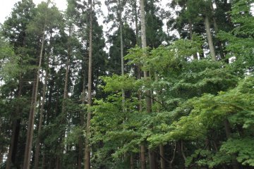 Toshogu Shrine, in accordance with traditional Japanese design, stresses harmony with nature.
