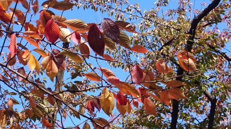  Kameidoryokudo Park - Tree leaves