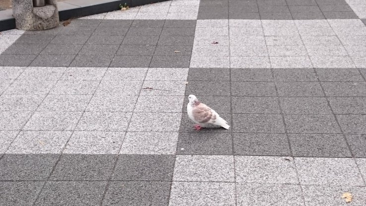 Pigeon of Odori Park