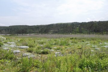<p>Looking inland from the beach</p>