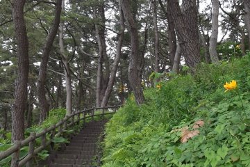 <p>Here the path takes you into a shady forest</p>