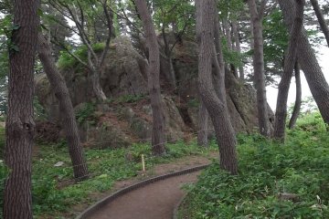<p>Trees have grown right through some of the large rocks</p>