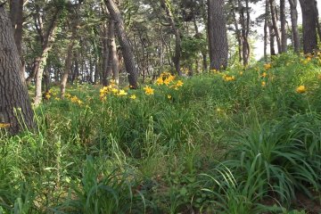 <p>The forest is lushly green and full of flowers</p>
