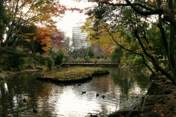Busy Hiroo neighborhood beyond the trees