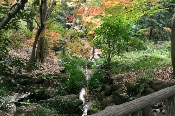 Deep into the cool of the dell